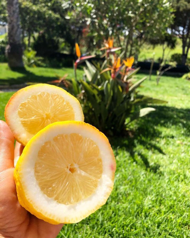 مبيت وإفطار São Bernardino Casa Jardim Peniche المظهر الخارجي الصورة